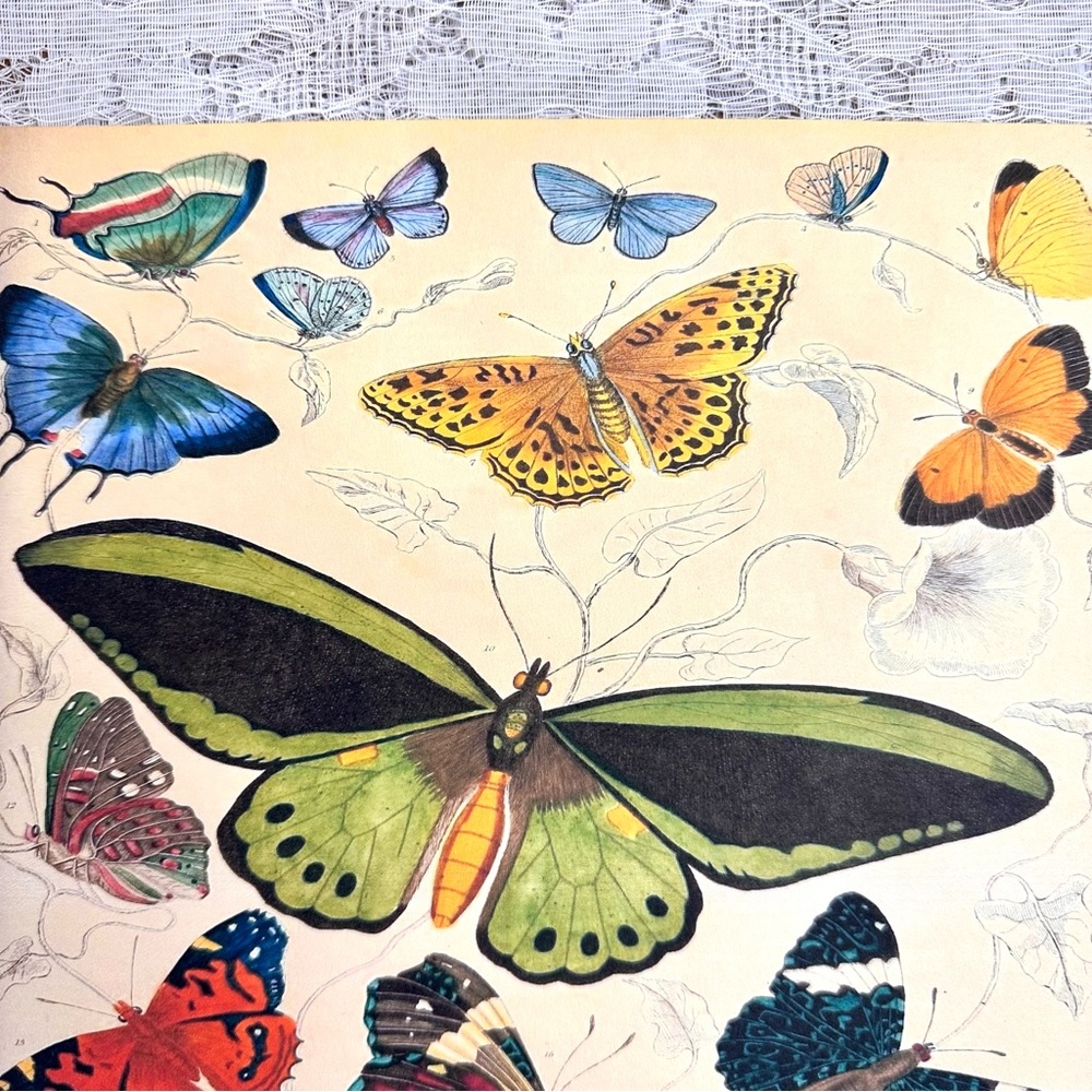 Vintage Biodiversity Butterfly Moth Chart 8x10 Print - Picture 2 of 8